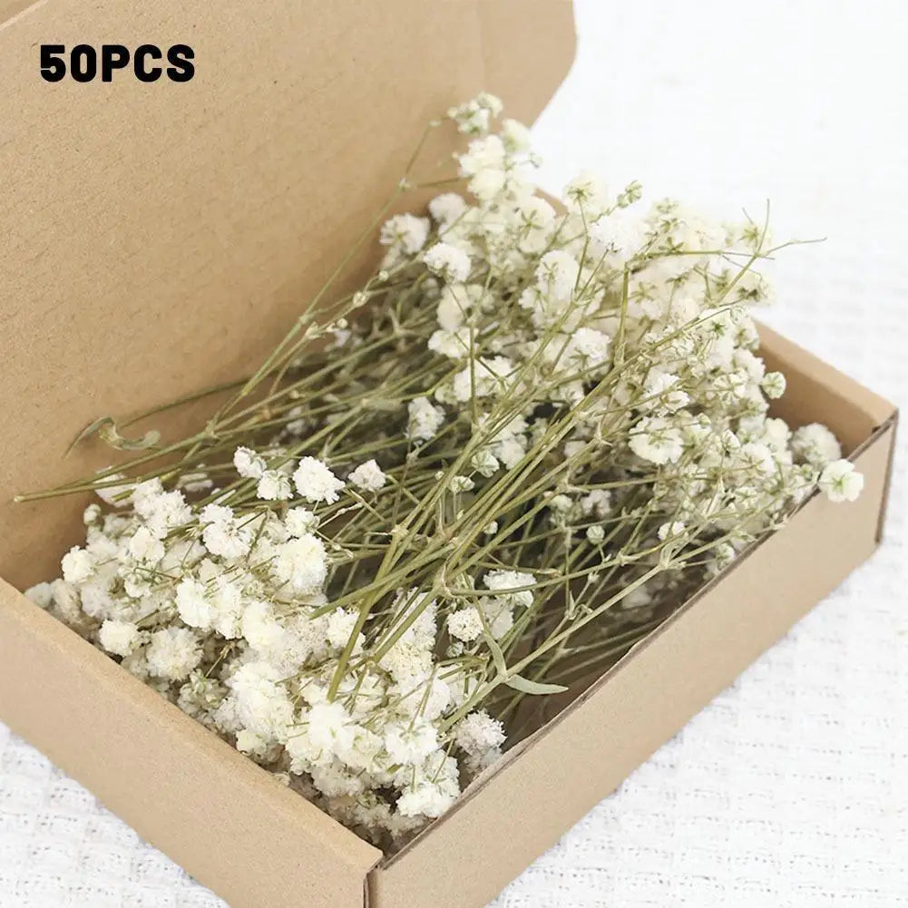 Dried Flowers  Mini Natural Fresh Plant Decoration DIY Valentine's Day Wedding New Year Decoration Breath Resin Craft Party Gift
