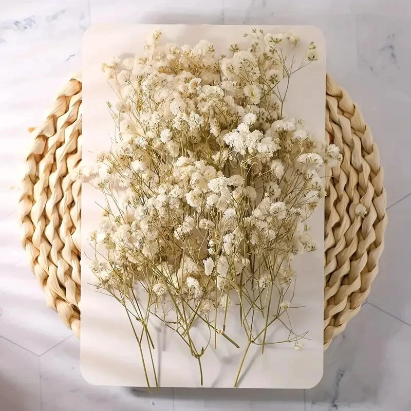 98pcs Mini Dried Pressed White Babys-Breath