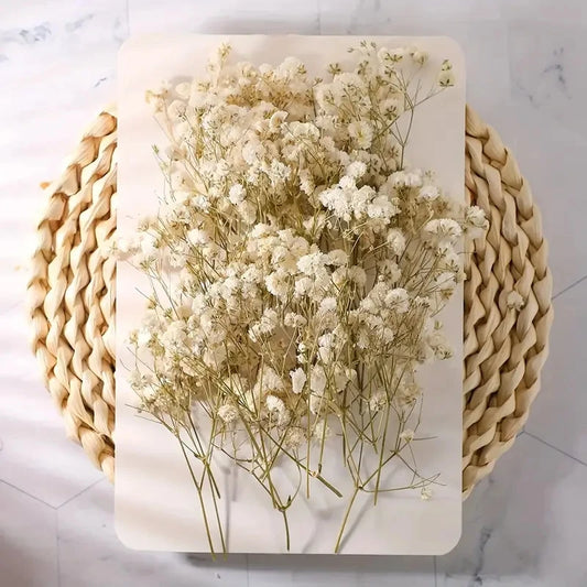 98pcs Mini Dried Pressed White Babys-Breath