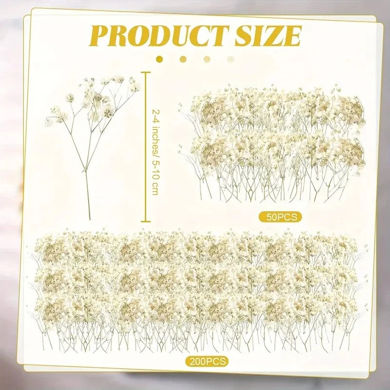 98pcs Mini Dried Pressed White Babys-Breath