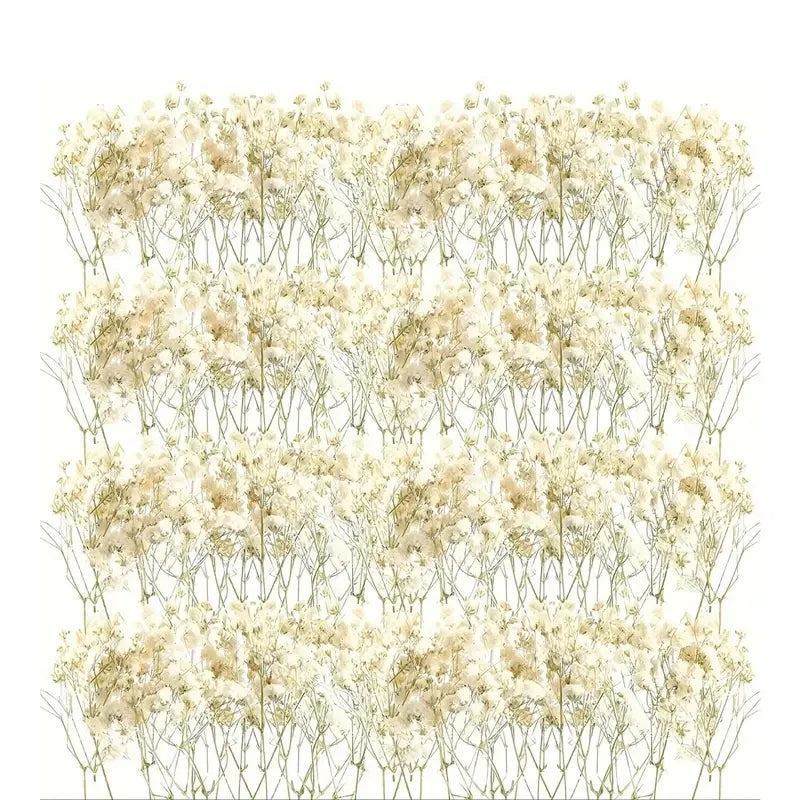 98pcs Mini Dried Pressed White Babys-Breath