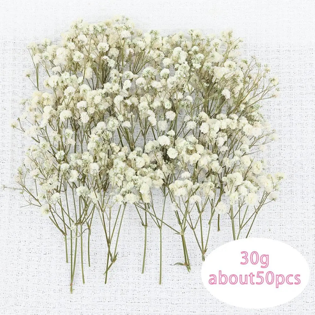 Dried Flowers  Mini Natural Fresh Plant Decoration DIY Valentine's Day Wedding New Year Decoration Breath Resin Craft Party Gift