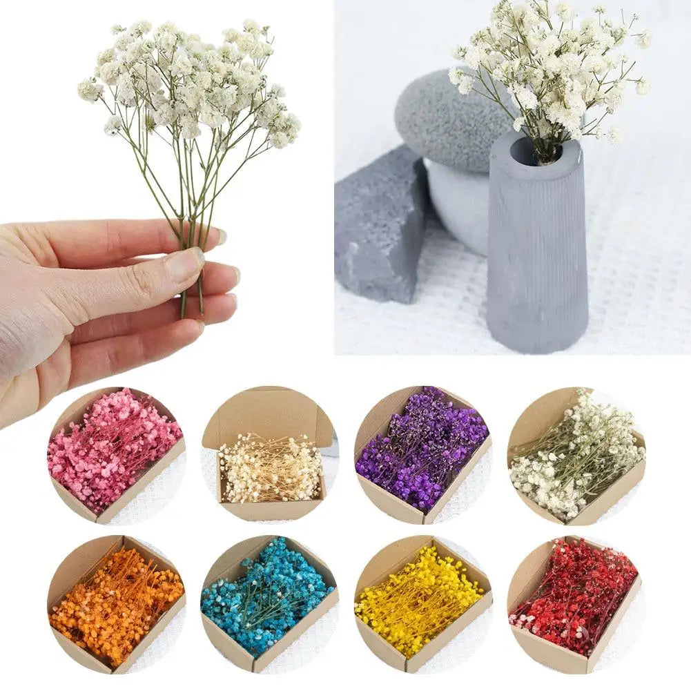 Dried Flowers  Mini Natural Fresh Plant Decoration DIY Valentine's Day Wedding New Year Decoration Breath Resin Craft Party Gift