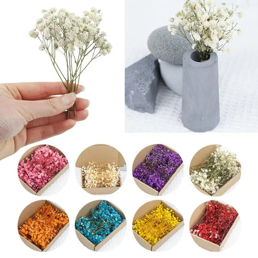 Dried Flowers  Mini Natural Fresh Plant Decoration DIY Valentine's Day Wedding New Year Decoration Breath Resin Craft Party Gift