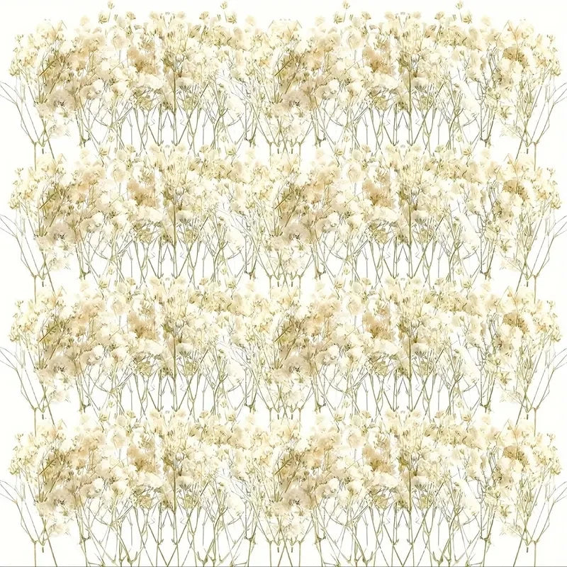 98pcs Mini Dried Pressed White Babys-Breath