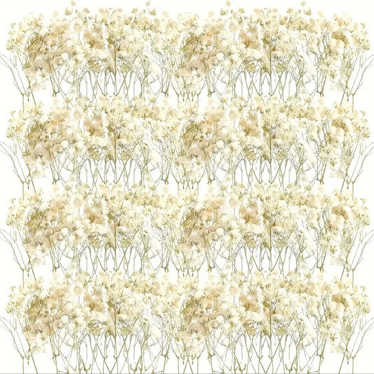 98pcs Mini Dried Pressed White Babys-Breath